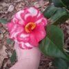 Pink And White Camellia Flower Plant