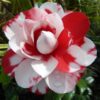 Pink And White Camellia Flower Plant