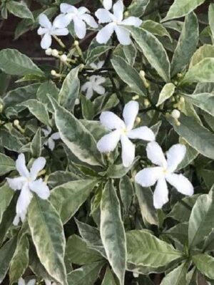 Tagar Flowering Plant