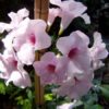 variegated-tecoma-pli Tecoma Flower Plant