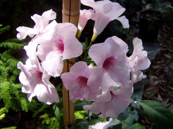 variegated-tecoma-pli Tecoma Flower Plant