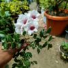variegated-tecoma2-pli Tecoma Flower Plant