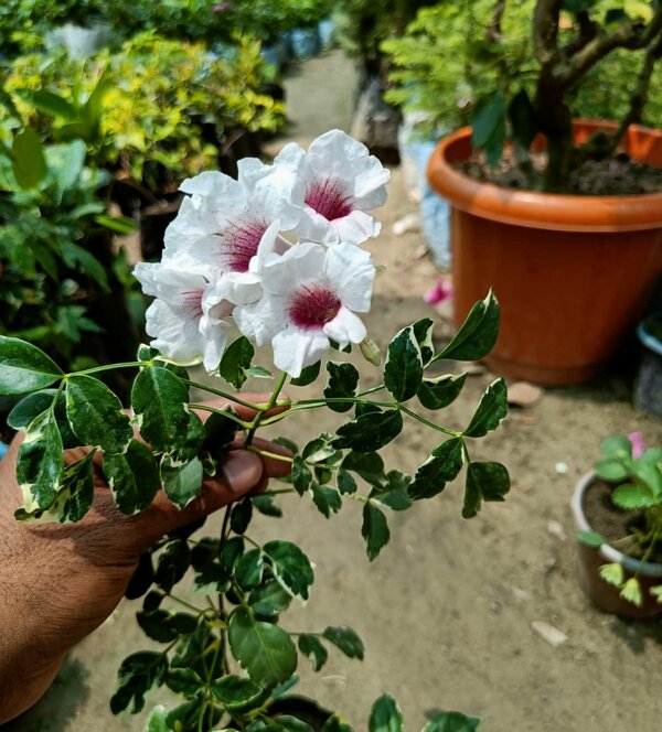 variegated-tecoma2-pli Tecoma Flower Plant