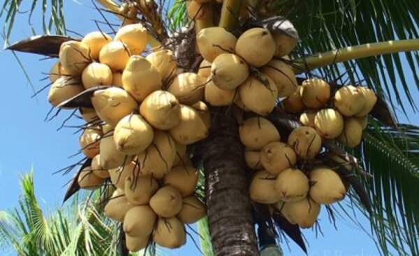 Vietnamese Hybrid Coconut Plant