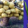 Vietnamese Hybrid Coconut Plant