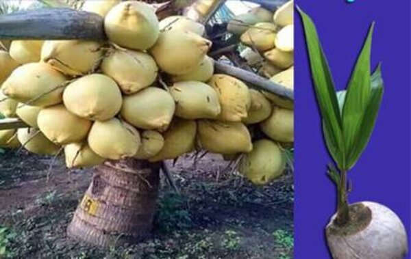Vietnamese Hybrid Coconut Plant