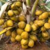 Vietnamese Hybrid Coconut Plant