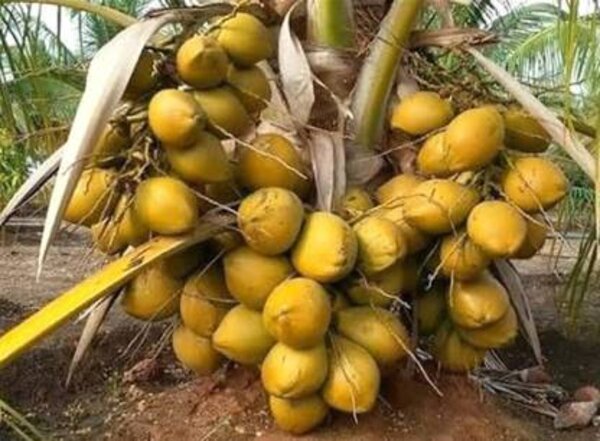 Vietnamese Hybrid Coconut Plant