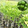 Vietnamese Malta Fruit Plant