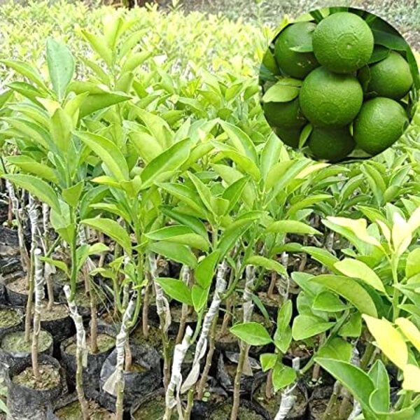 Vietnamese Malta Fruit Plant