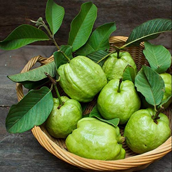 Vietnamese Guava Plant