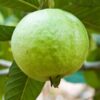 Vietnamese guava