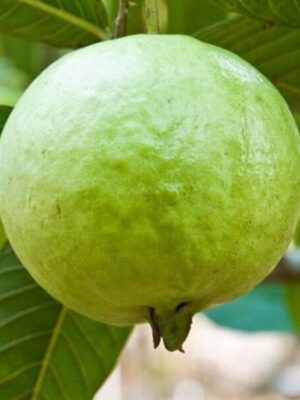 Vietnamese guava