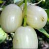 White Jamun Fruit Plant