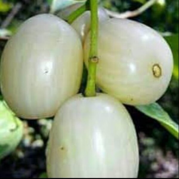 White Jamun Fruit Plant