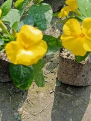 Yellow And Golden Flax Flower Plant