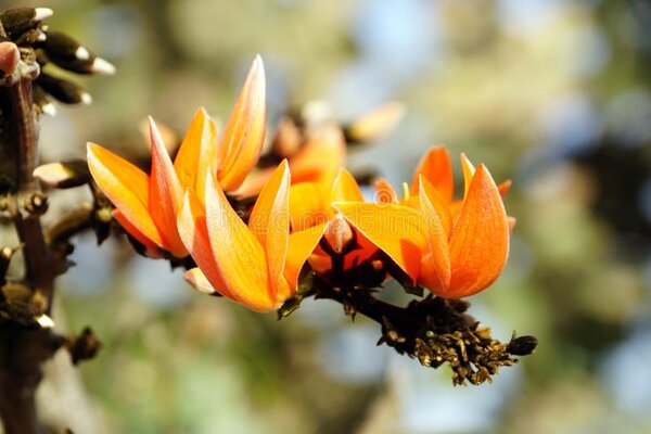 Yellow Palash Flower Plant