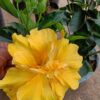 Yellow Thoka Hibiscus Plant