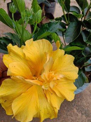 yellow-thoka-hibiscus-3-pli Yellow Thoka Hibiscus Plant