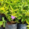 Yesterday Today Tomorrow Flower Plant