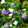 Yesterday Today Tomorrow Flower Plant