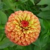 Zinnia Flower Plant