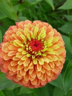 zinnia-pli Zinnia Flower Plant