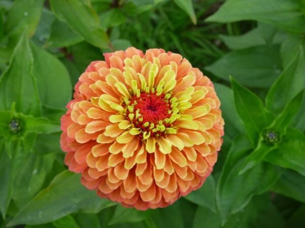 Zinnia Flower Plant