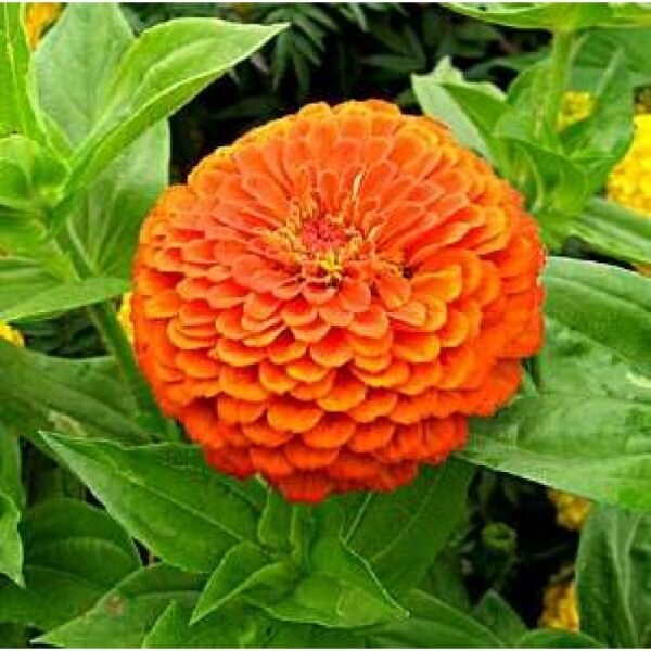 Zinnia Flower Plant