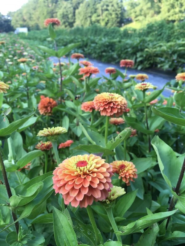 Zinnia Flower Plant