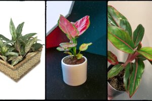 Aglaonema Plant