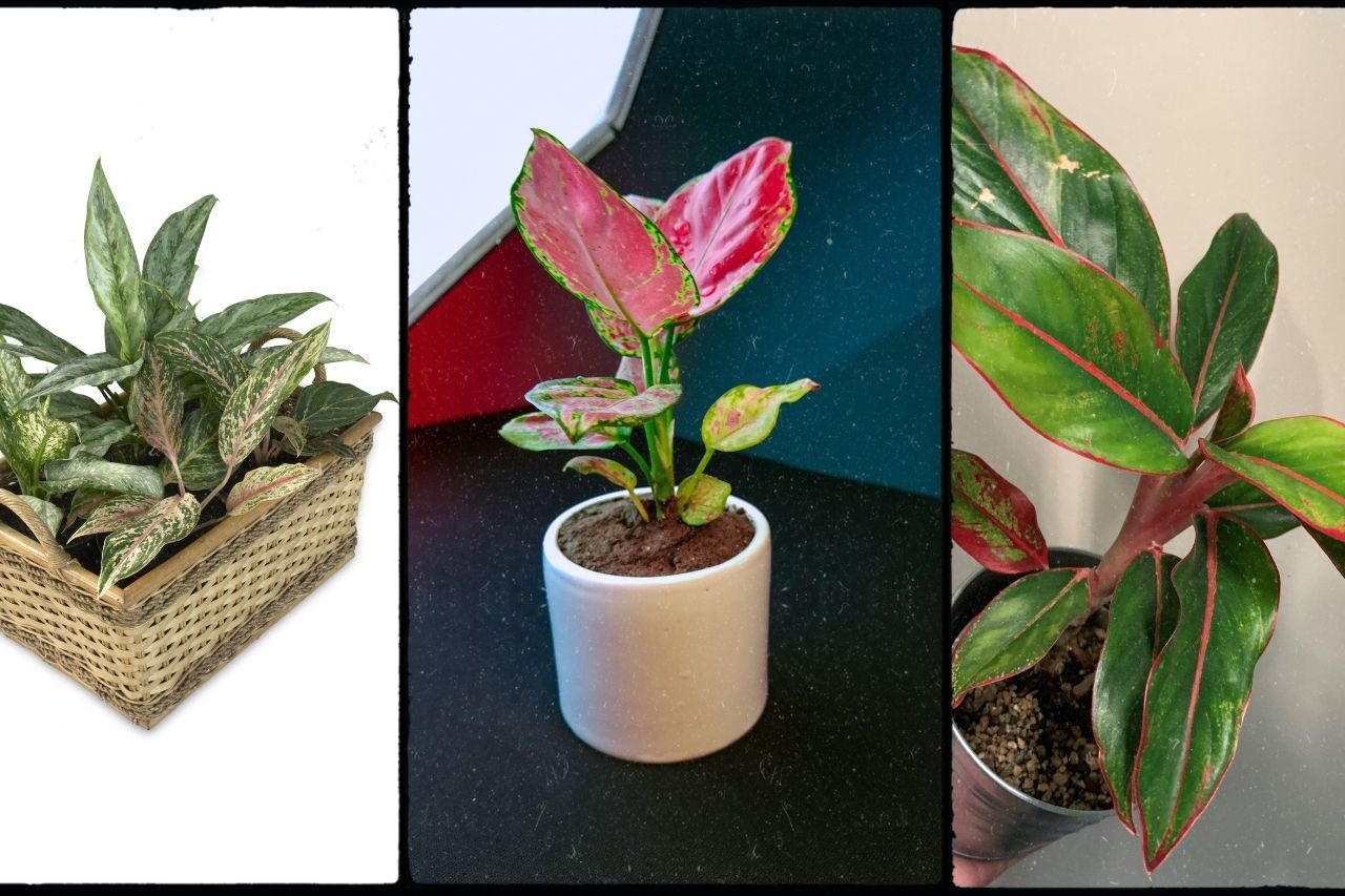 Aglaonema Plant