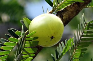 Amla Plant Indian Gooseberry - Phyllanthus emblica