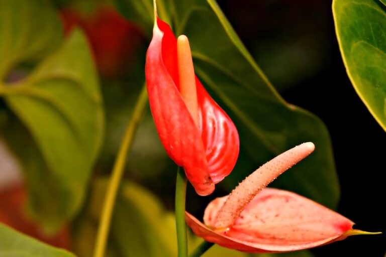 Anthurium plant