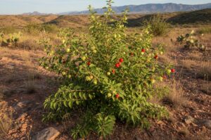 Ashwagandha plant