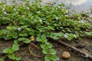 Brahmi Plant