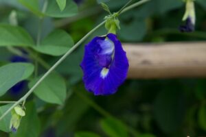 Butterfly Pea