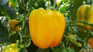 Capsicum plant