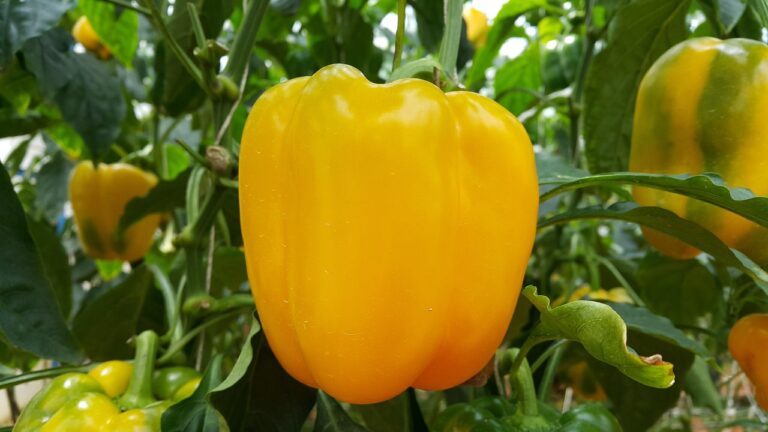 Capsicum plant
