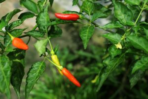 Chilli pepper plant