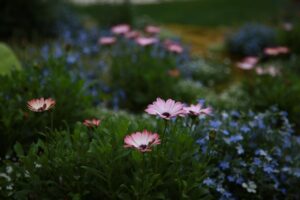 Chrysanthemum plant