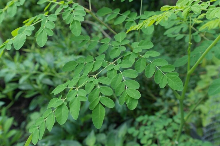 Drumstick Tree Moringa