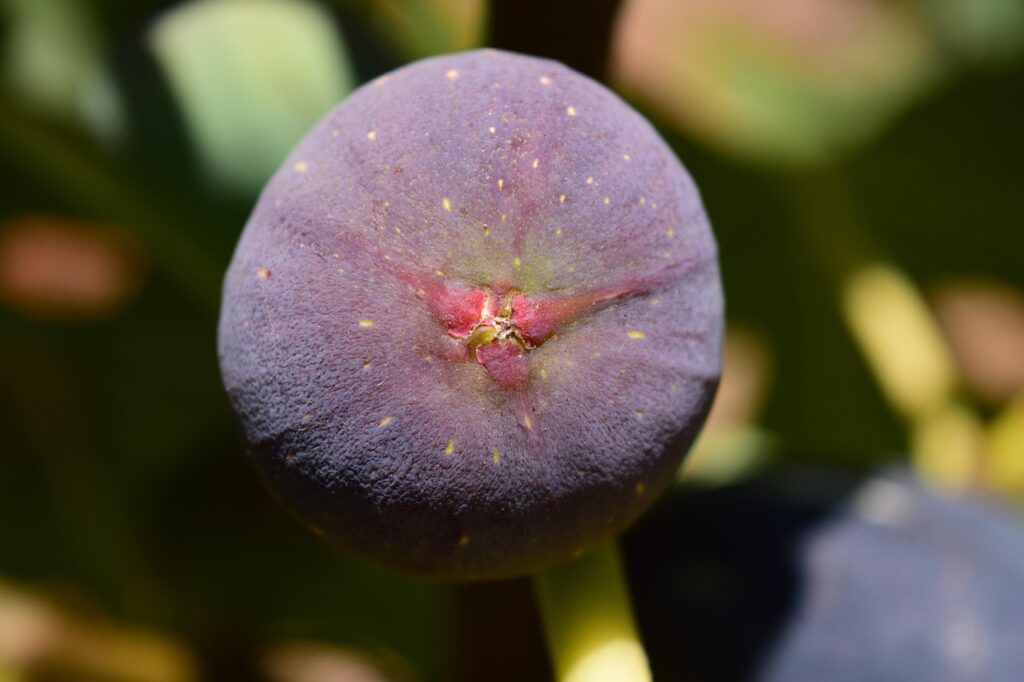 Fig tree Fruit