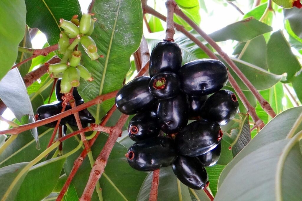 Jamun Java Plum