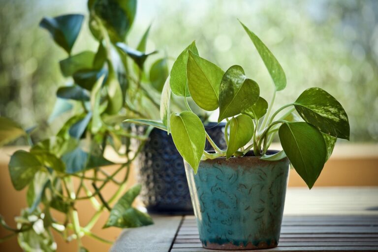Marble Queen Money Plant