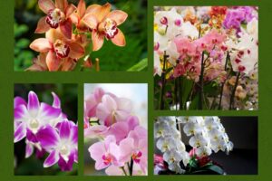 Orchid Plants