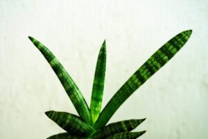 Snake Drakarena Plant