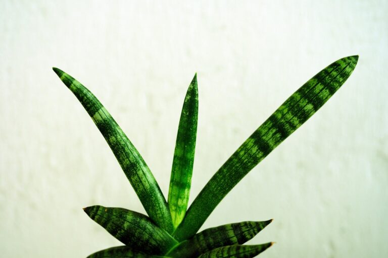 Snake Drakarena Plant