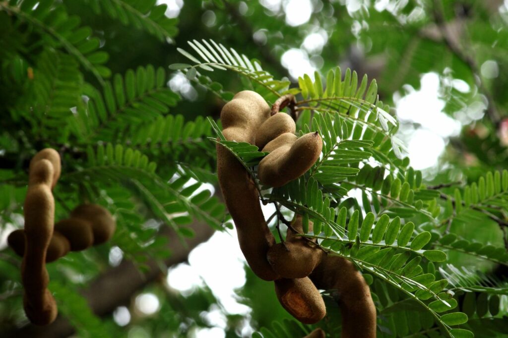 Tamarind Tamarindus indica
