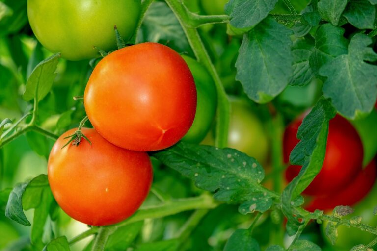 Tomato Plant